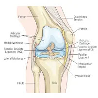 Anatomical diagram of knee joint showing cartilage, ligaments, and synovial fluid